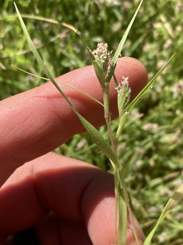 Crypsis schoenoides iNat (1)