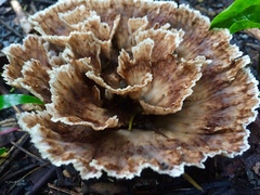 Podoscypha petalodes