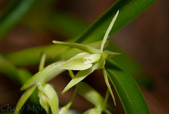 Epidendrum mixtum