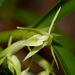 Epidendrum mixtum - Photo (c) Jesús Moreno Navarro, μερικά δικαιώματα διατηρούνται (CC BY-NC), uploaded by Jesús Moreno Navarro