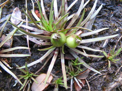 Stylidium subulatum