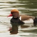 Red-crested Pochard - Photo (c) Jakob Fahr, some rights reserved (CC BY-NC), uploaded by Jakob Fahr
