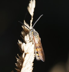Radumeris tasmaniensis