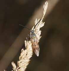 Radumeris tasmaniensis