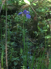 Iris giganticaerulea
