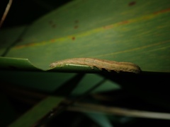 Ichneutica steropastis