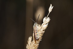 Radumeris tasmaniensis