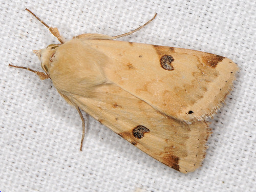 The Bordered Straw