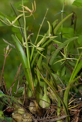 Prosthechea rhynchophora