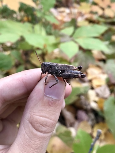 Huron Short-winged Locust
