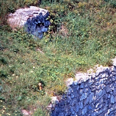 Spermophilus citellus