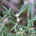 Lesser Joyweed - Photo (c) Reiner Richter, some rights reserved (CC BY-NC-SA), uploaded by Reiner Richter