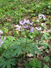 Cardamine quinquefolia