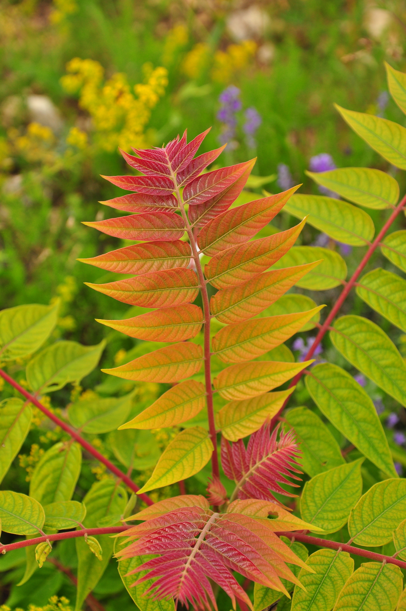 Ailanthus