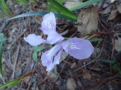 Iris longipetala