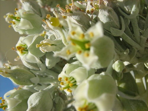 Kalanchoe luciae