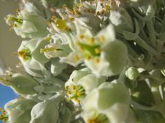 Kalanchoe luciae