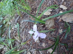 Iris longipetala