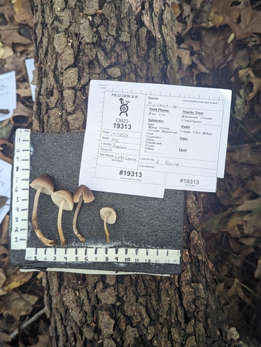 Mycena inclinata