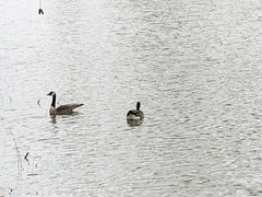 Branta canadensis