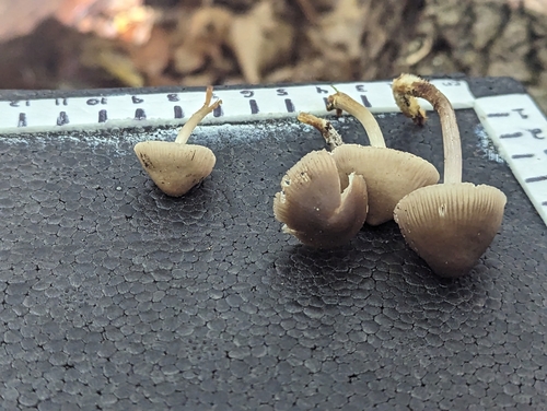 Mycena inclinata (Photo 3 of 3)