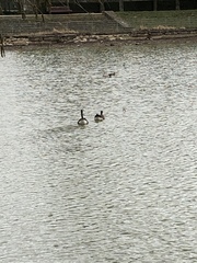 Branta canadensis