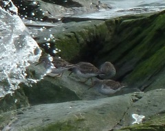 Calidris ptilocnemis