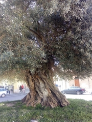 Olea europaea