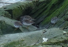 Calidris ptilocnemis