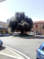 Olea europaea