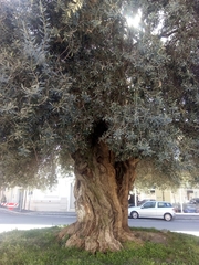 Olea europaea