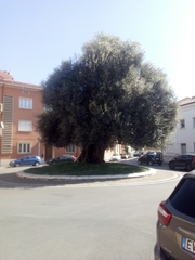 Olea europaea
