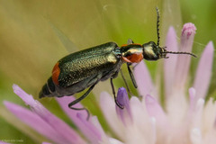 Malachius mixtus