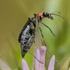 Malachius mixtus
