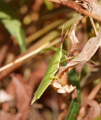 Atractomorpha australis