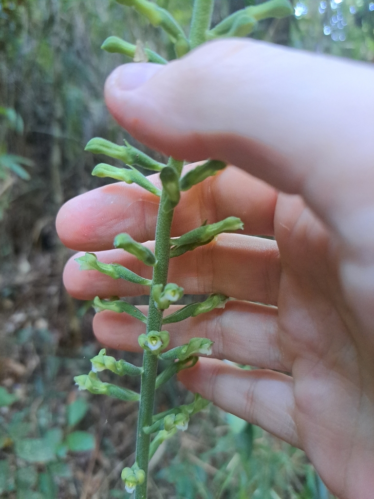 Sauroglossum elatum