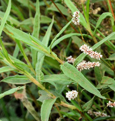 Persicaria madagascariensis