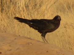 Corvus ruficollis