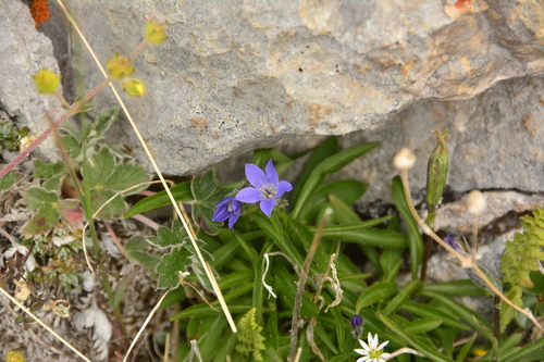Image of Campanula uniflora by no rights reserved