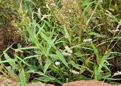 Persicaria madagascariensis