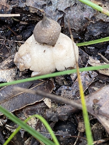 Geastrum
