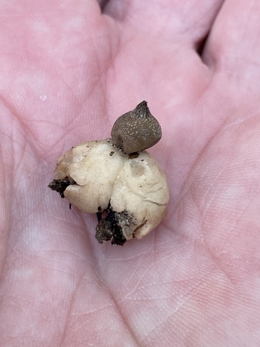Geastrum (Photo 2 of 2)