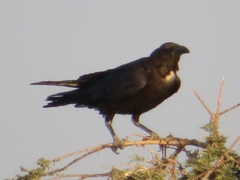 Corvus ruficollis