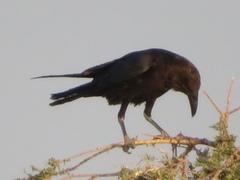 Corvus ruficollis