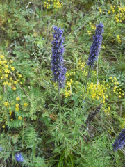 Nepeta multifida