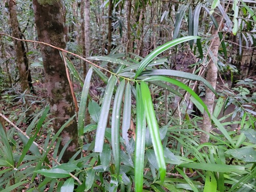 Northern brown pine (Podocarpus grayae)