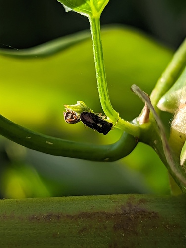Stylogeocoris capricornutus, 2023-10-18
