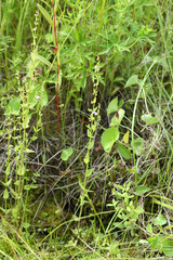 Scutellaria dependens