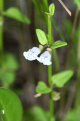 Scutellaria dependens