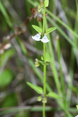 Scutellaria dependens